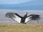 Female Andean condor in Patagonia. Chile, Magallanes. Art Print